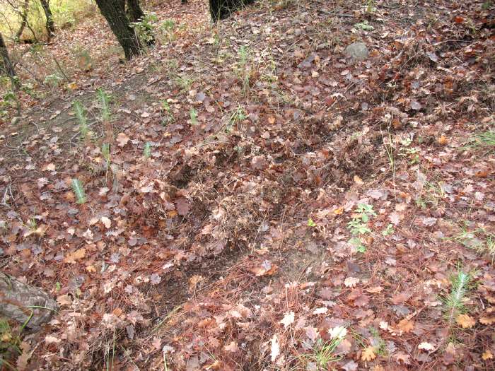 Fatte e segni di  presenza in pineta in riva al lago